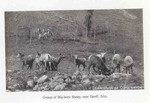 bighorn sheep (Ovis canadensis)