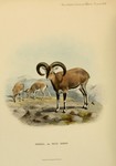 bharal, Himalayan blue sheep, naur (Pseudois nayaur)