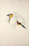 Mrs. Gould's sunbird (Aethopyga gouldiae)