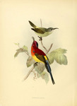 Mrs. Gould's sunbird (Aethopyga gouldiae)