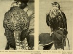 saker falcon (Falco cherrug)