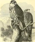 saker falcon (Falco cherrug)