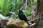 black butcherbird (Melloria quoyi)