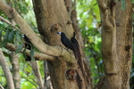 black butcherbird (Melloria quoyi)