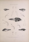 ... black butcherbird (Melloria quoyi), hook-billed vanga (Vanga curvirostris), Sabine's puffback (...