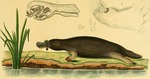 duck-billed platypus (Ornithorhynchus anatinus)