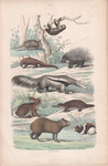 ...guinea pig (Cavia porcellus), three-toed sloth, nine-banded armadillo (Dasypus novemcinctus), gi