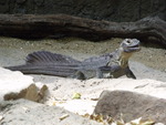 Philippine sailfin lizard (Hydrosaurus pustulatus)