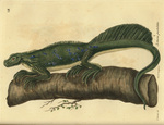 Philippine sailfin lizard (Hydrosaurus pustulatus)