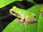bird-voiced treefrog (Hyla avivoca)