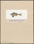 man-of-war fish (Nomeus gronovii)