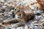 ocelot, dwarf leopard (Leopardus pardalis)