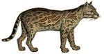ocelot (Leopardus pardalis)