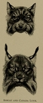 bobcat (Lynx rufus), Canada lynx (Lynx canadensis)