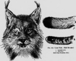 Canada lynx (Lynx canadensis), bobcat (Lynx rufus)