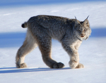 Canada lynx (Lynx canadensis)
