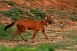 dhole, Asiatic wild dog (Cuon alpinus)