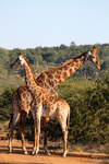 Giraffes -- giraffe (Giraffa camelopardalis)