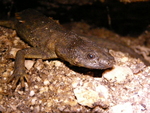 Iberian ribbed newt, sharp-ribbed salamander (Pleurodeles waltl)