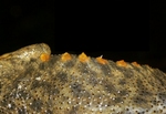 Iberian ribbed newt (Pleurodeles waltl)