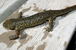 Iberian ribbed newt (Pleurodeles waltl)