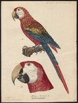 scarlet macaw (Ara macao)