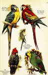 ...blue-and-yellow macaw (Ara ararauna), scarlet macaw (Ara macao), budgerigar (Melopsittacus undul