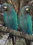 glaucous macaw (Anodorhynchus glaucus)