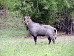 nilgai, blue bull (Boselaphus tragocamelus)