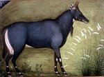 nilgai, blue bull (Boselaphus tragocamelus)
