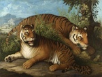 Bengal tiger (Panthera tigris tigris)