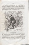 lar gibbon (Hylobates lar)
