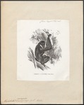 lar gibbon (Hylobates lar)