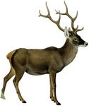 Thorold's deer, white-lipped deer (Cervus albirostris)