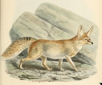 Rüppell's fox (Vulpes rueppellii)