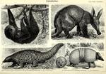 ...Linnaeus's two-toed sloth (Choloepus didactylus), aardvark (Orycteropus afer), Chinese pangolin 