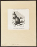 aardvark (Orycteropus afer)