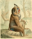 mandrill (Mandrillus sphinx)