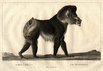 mandrill (Mandrillus sphinx)