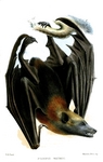 Samoan flying fox (Pteropus samoensis)