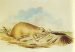black-tailed prairie dog (Cynomys ludovicianus)