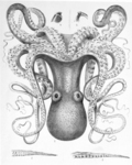 day octopus (Octopus cyanea)