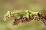 common chameleon, Mediterranean chameleon (Chamaeleo chamaeleon)