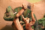 common chameleon, Mediterranean chameleon (Chamaeleo chamaeleon)