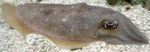 pharaoh cuttlefish (Sepia pharaonis)