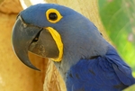 hyacinth macaw (Anodorhynchus hyacinthinus)