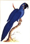 hyacinth macaw (Anodorhynchus hyacinthinus)