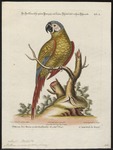 chestnut-fronted macaw, severe macaw (Ara severus)
