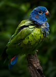 blue-headed parrot (Pionus menstruus)