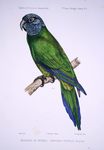 dusky-headed parakeet (Aratinga weddellii)